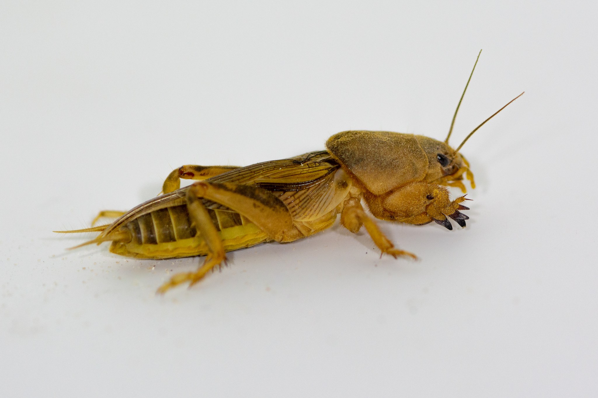 Neoscapteriscus vicinus
