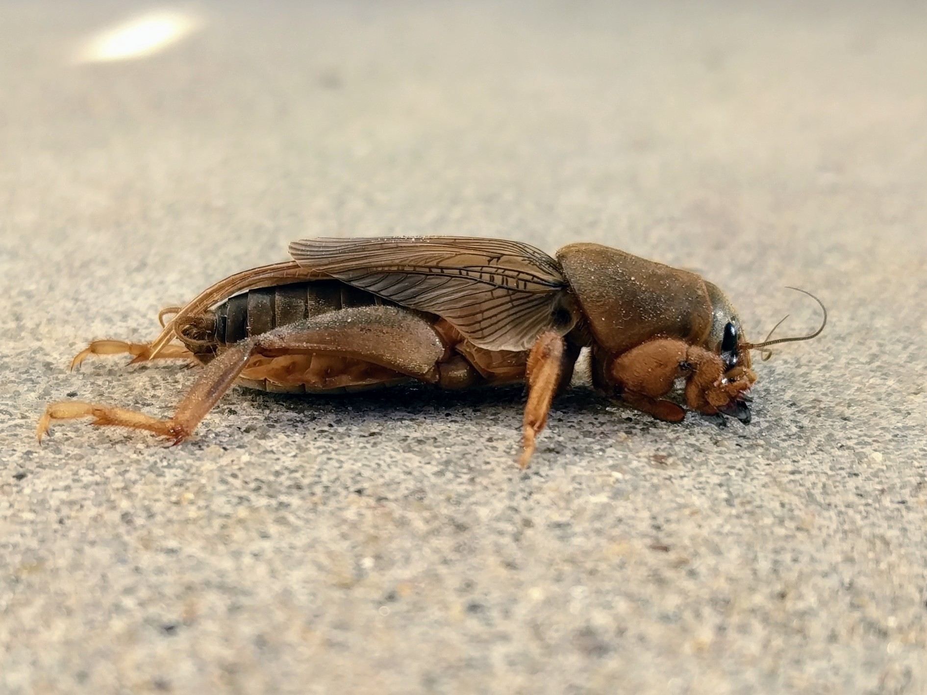 Neoscapteriscus vicinus