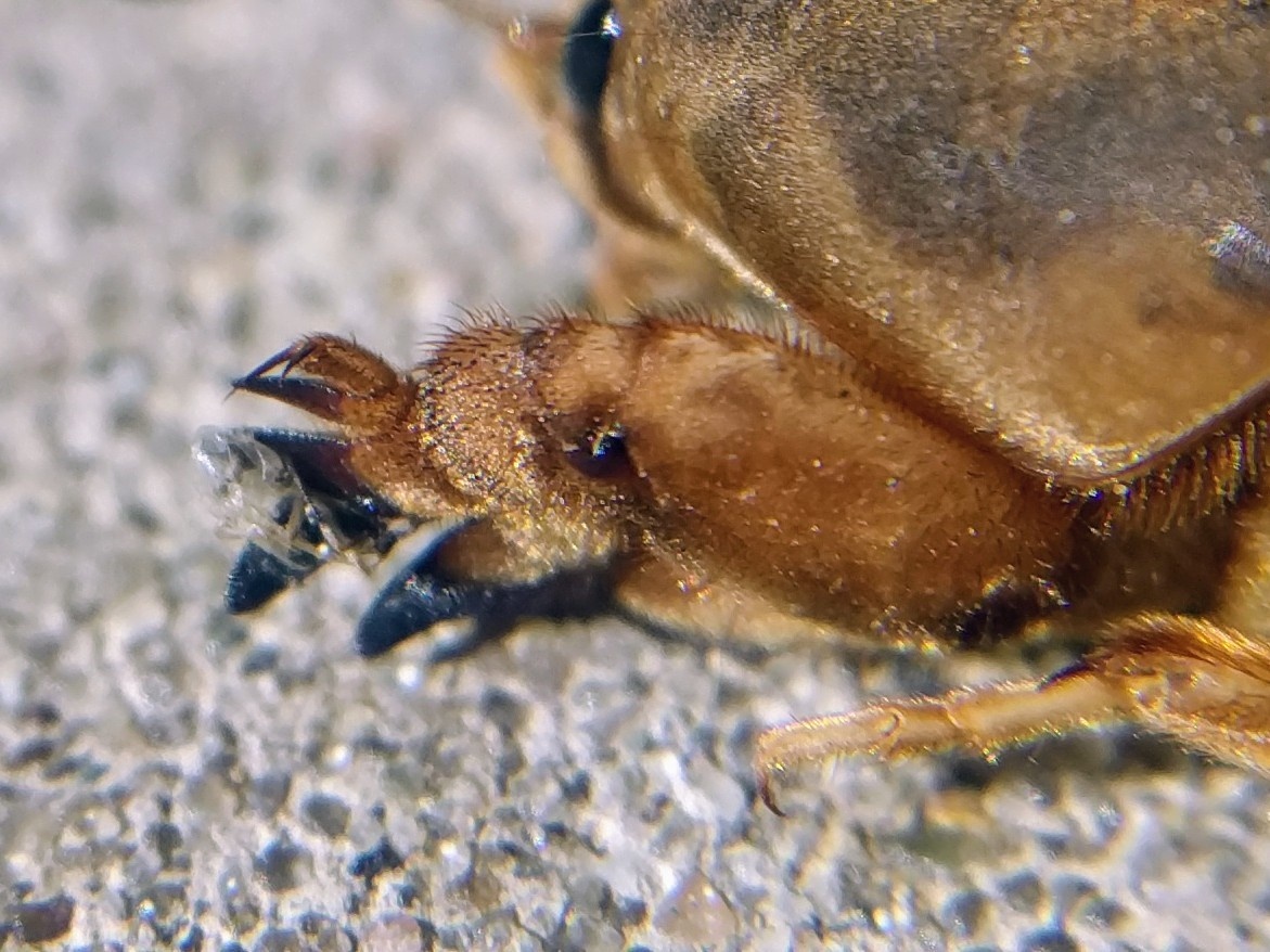 Neoscapteriscus vicinus