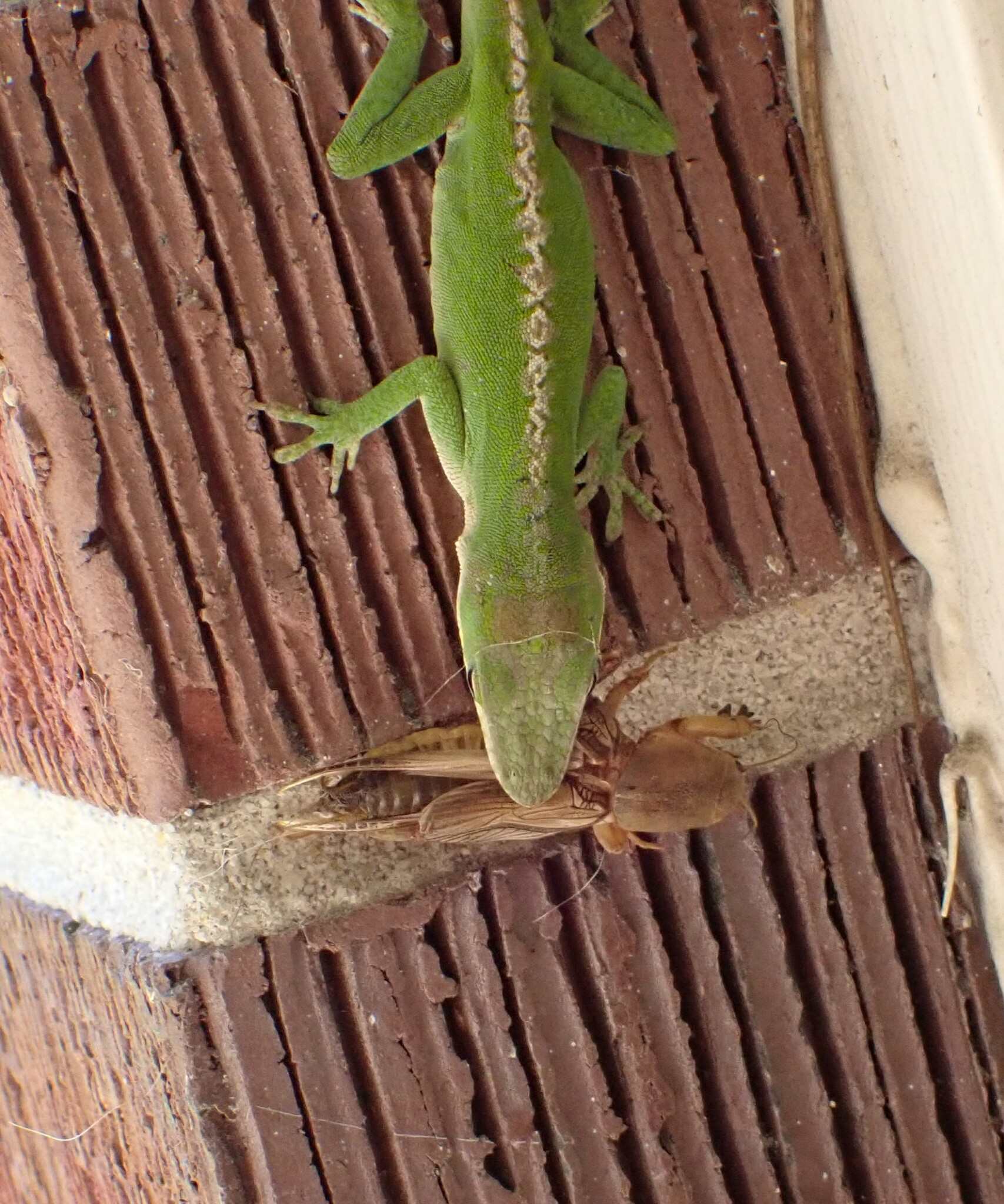 Neoscapteriscus vicinus