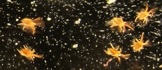 Bryobia praetiosa