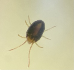 Bryobia praetiosa