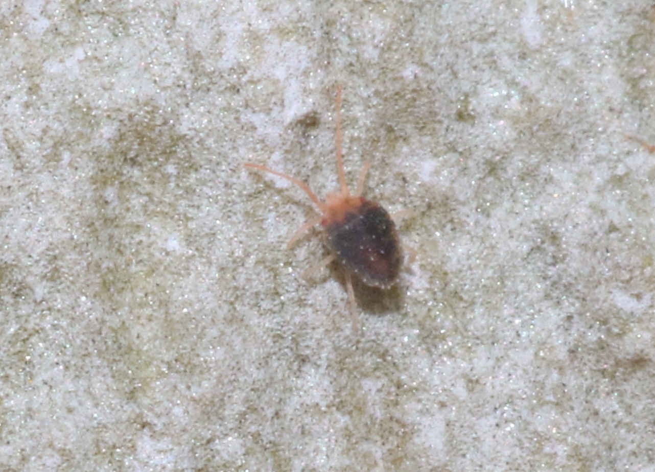 Bryobia praetiosa