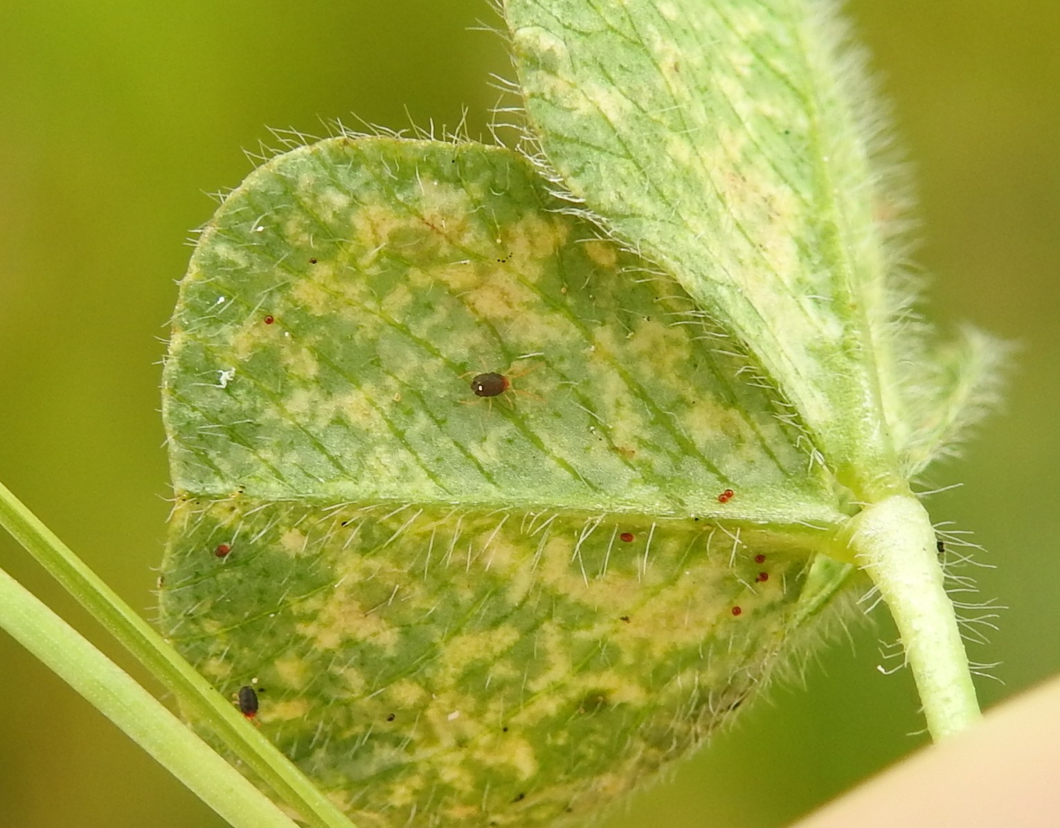 Bryobia praetiosa