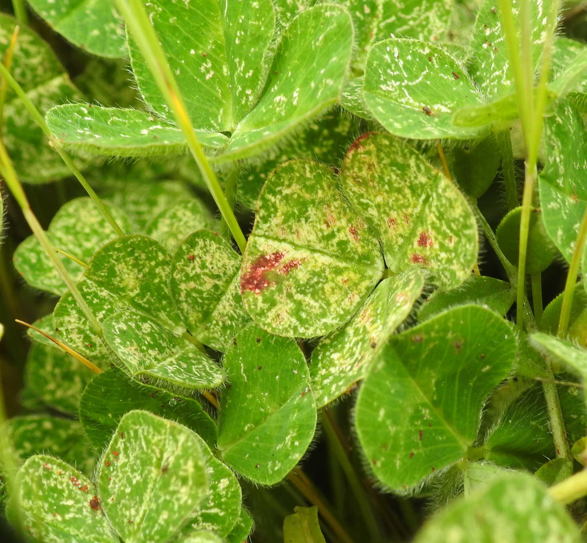 Bryobia praetiosa