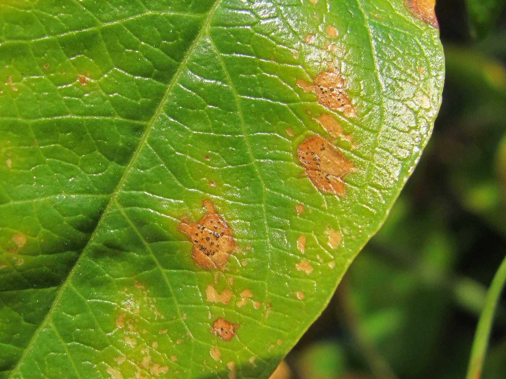Septoria passiflorae