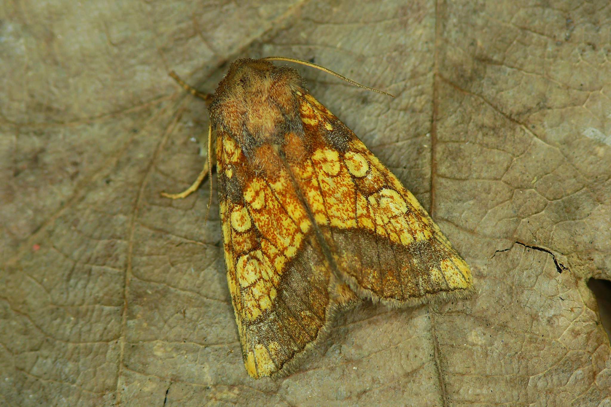 Gortyna flavago