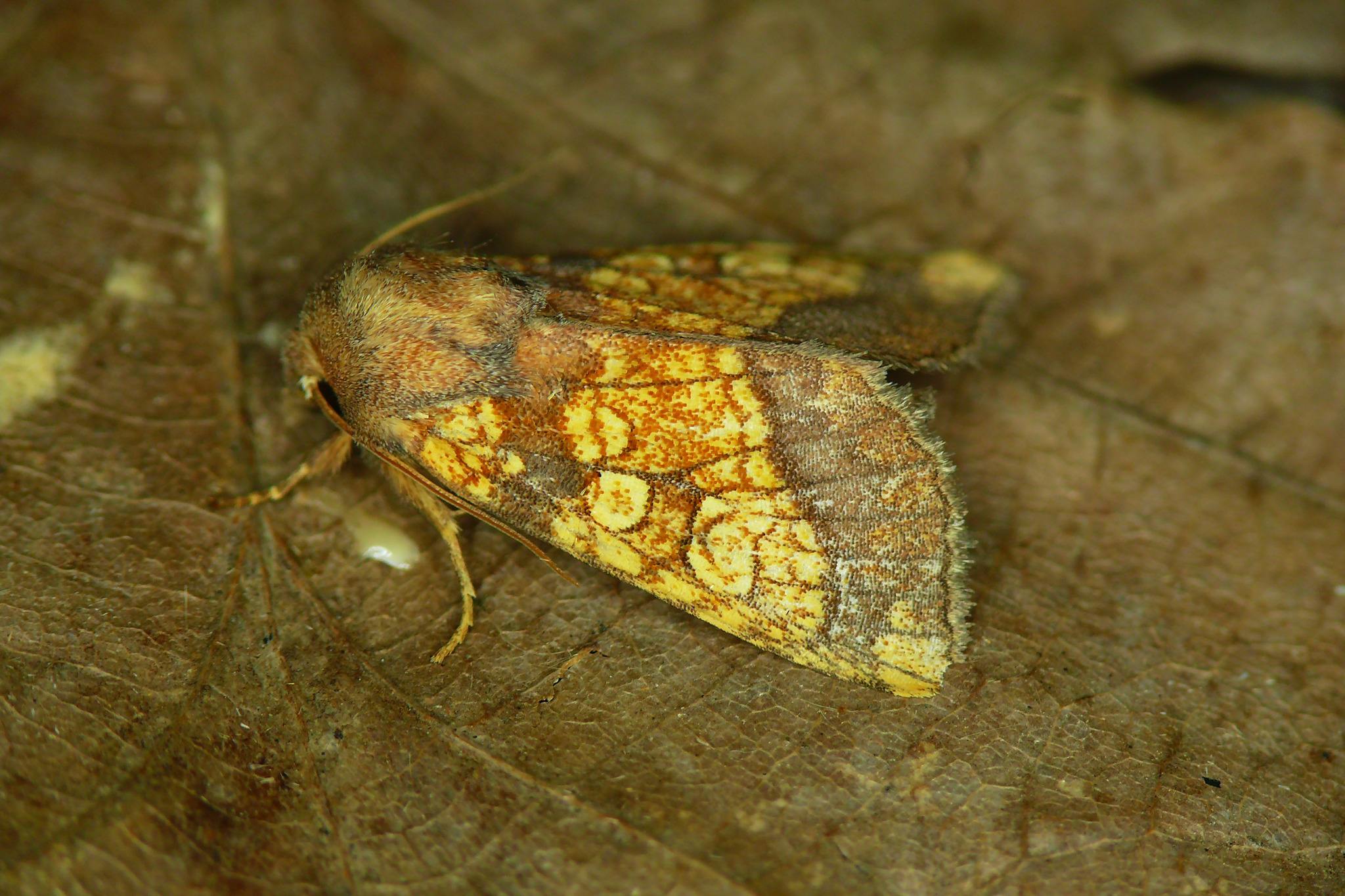 Gortyna flavago