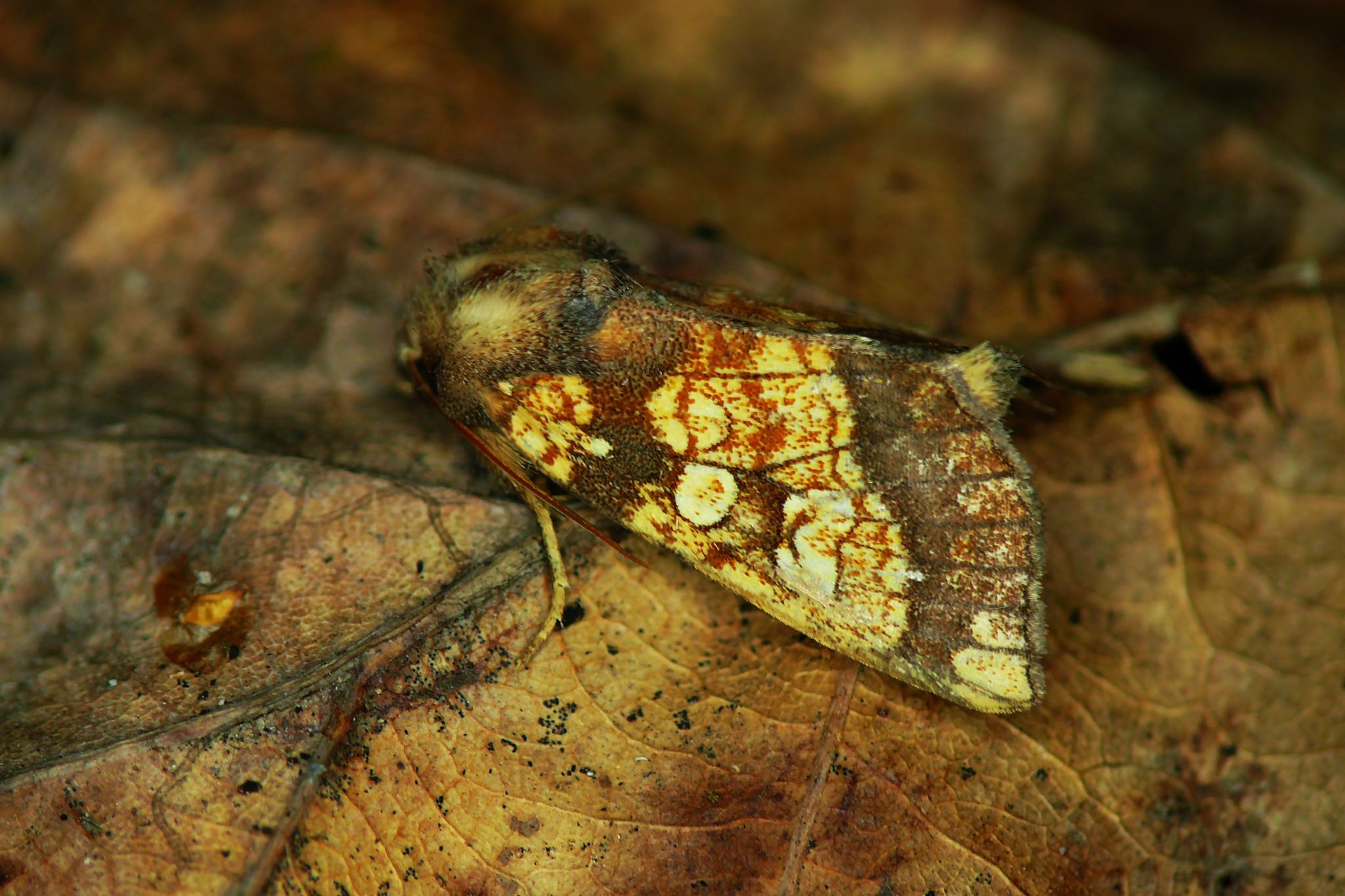 Gortyna flavago