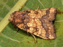 Gortyna flavago