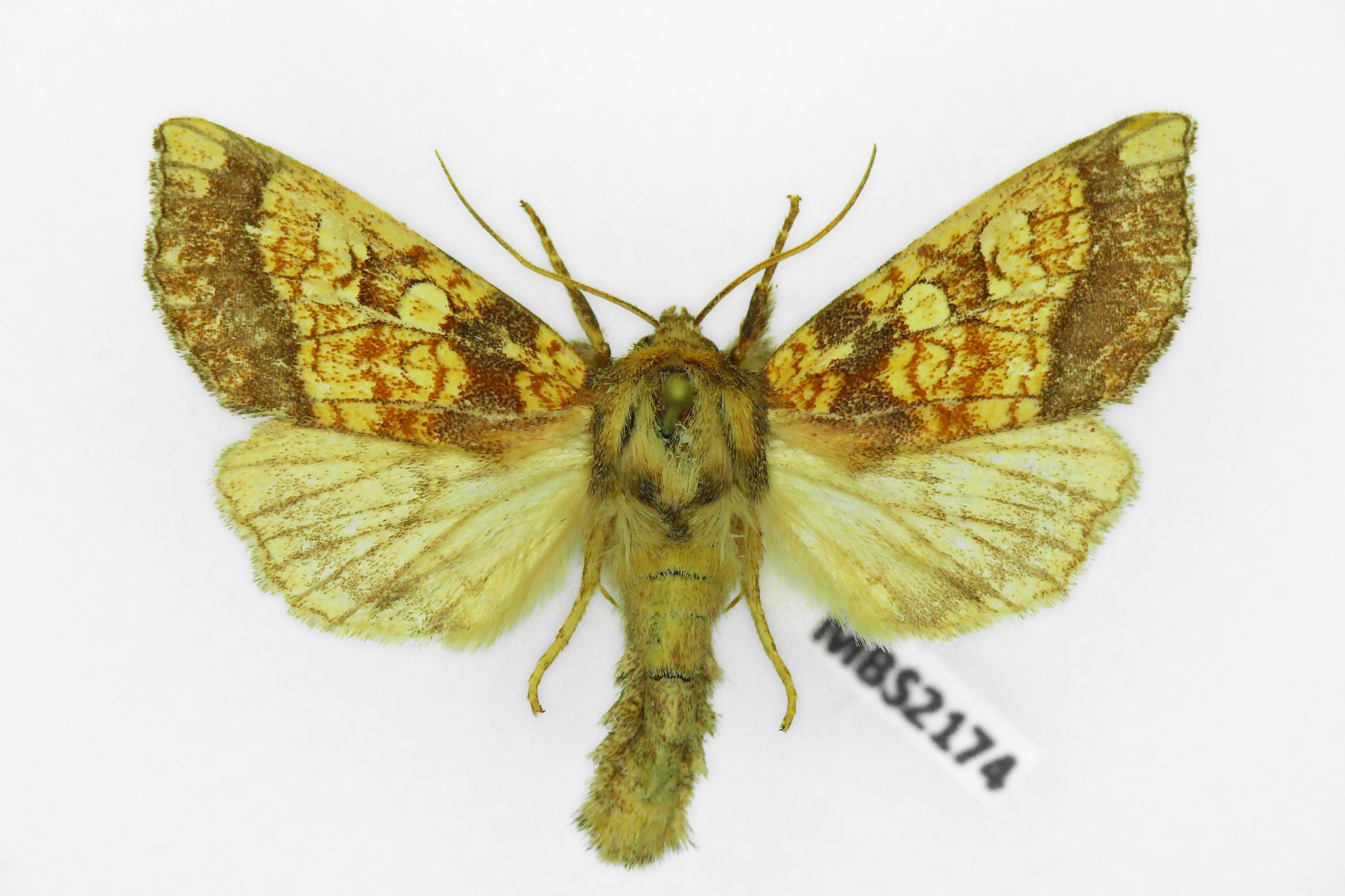 Gortyna flavago