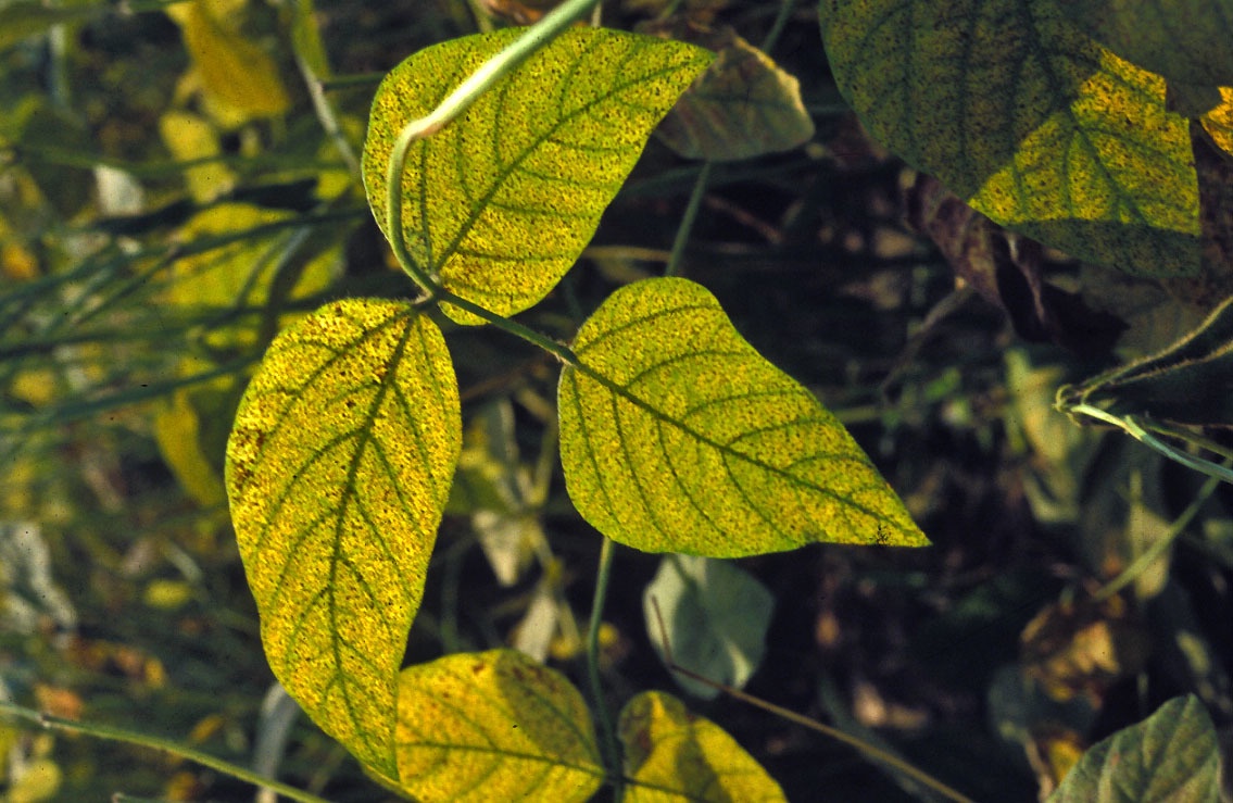 Phakopsora pachyrhizi