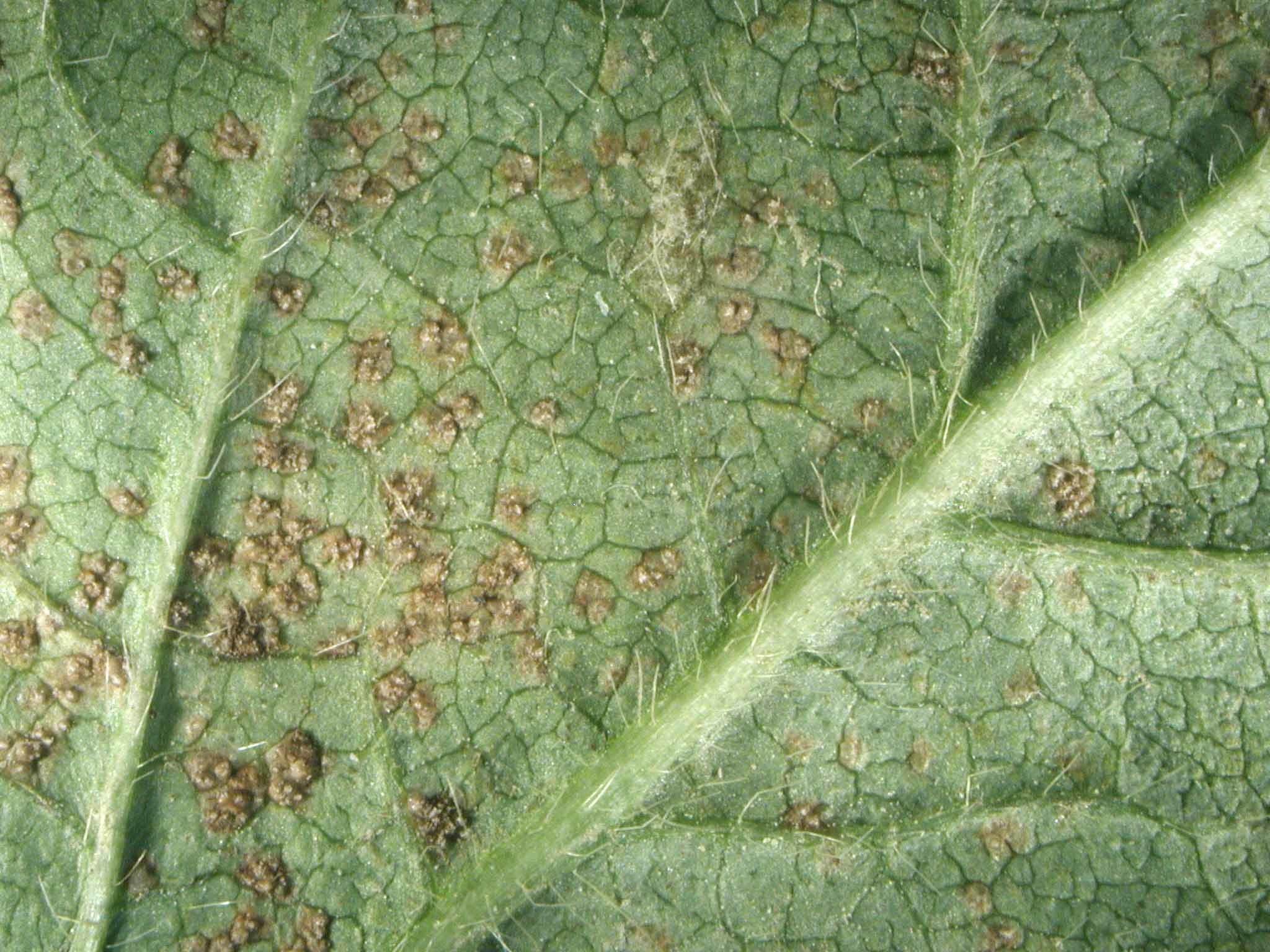 Phakopsora pachyrhizi