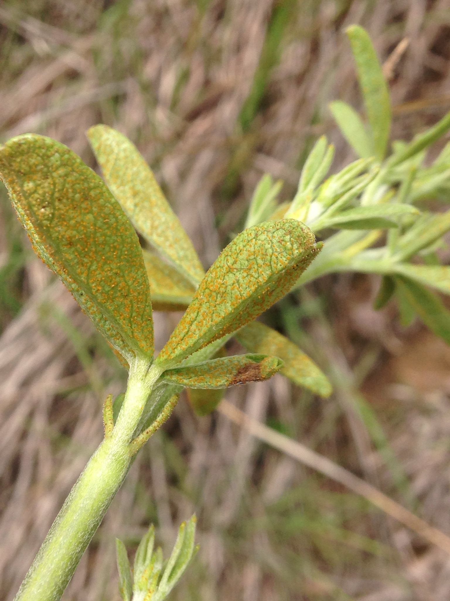 Phakopsora pachyrhizi