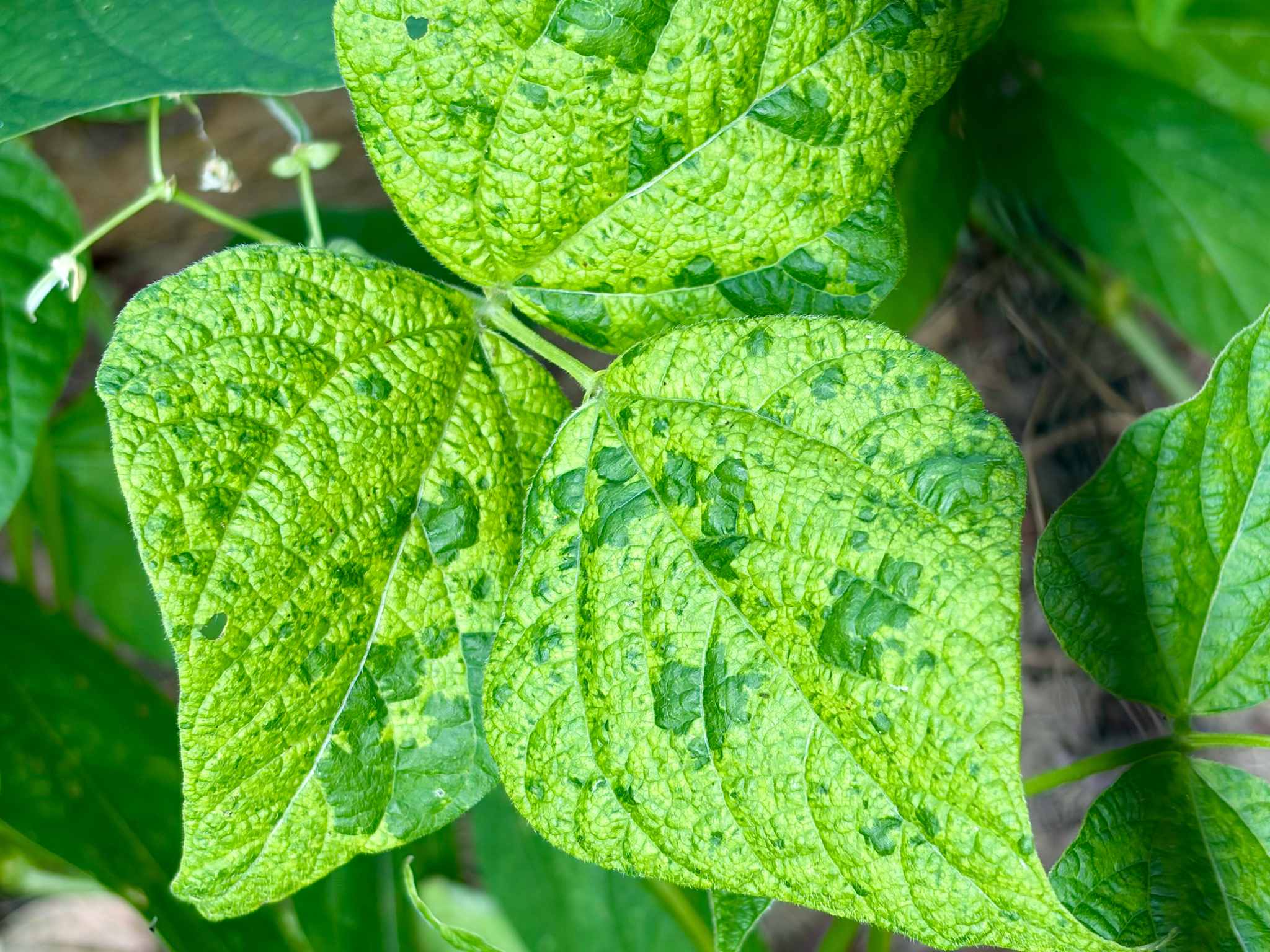Bean golden mosaic virus
