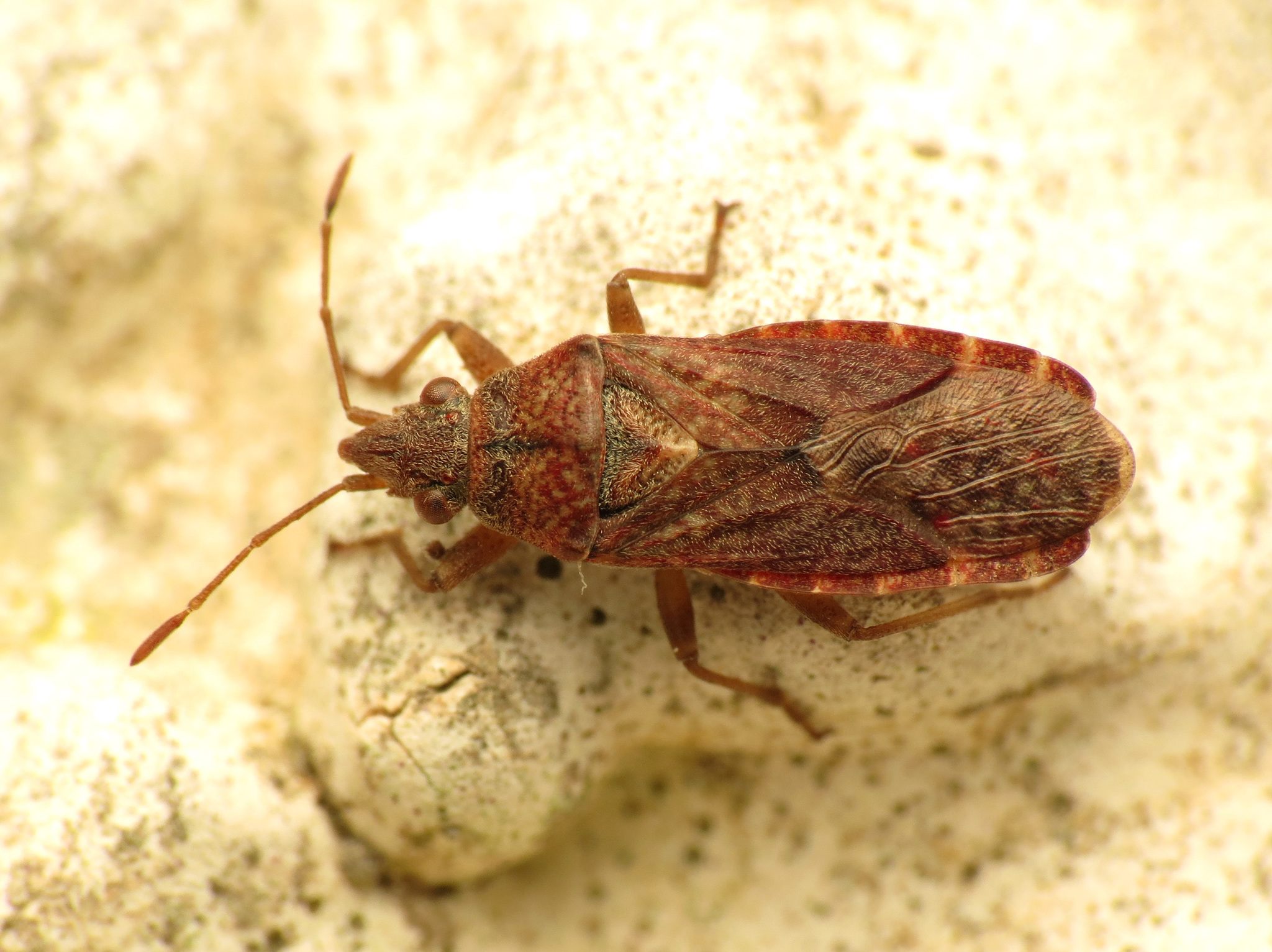 Orsillus depressus