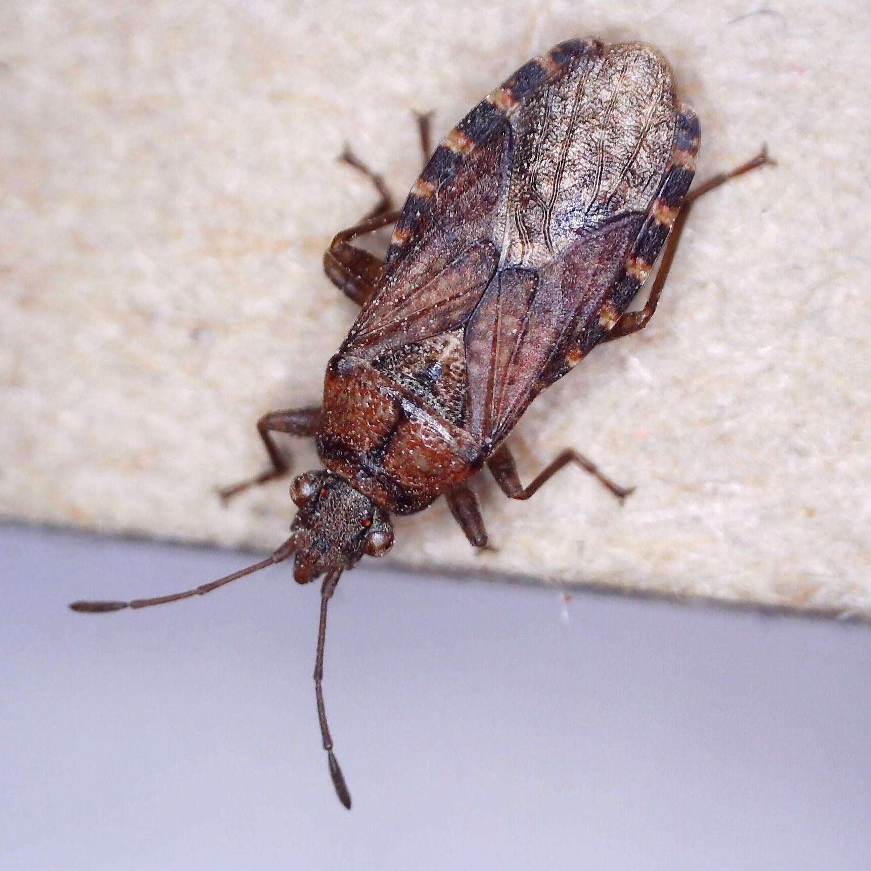 Orsillus depressus
