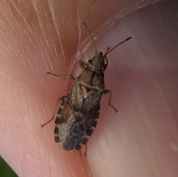 Orsillus depressus