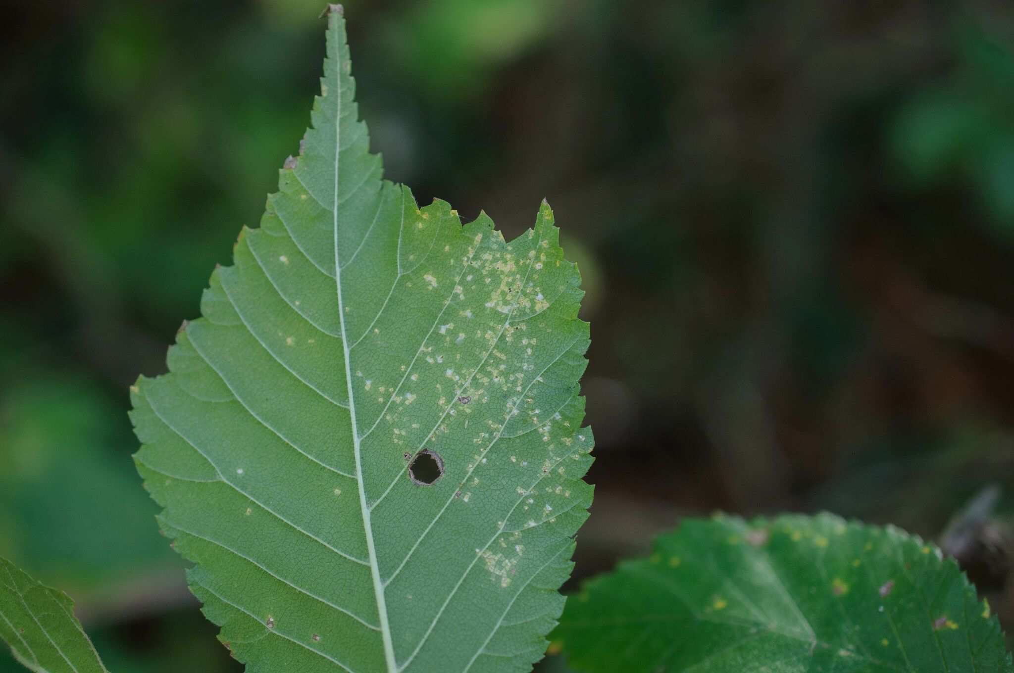 Phloeospora