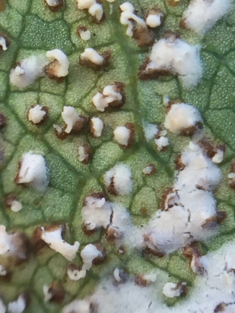 Phloeospora