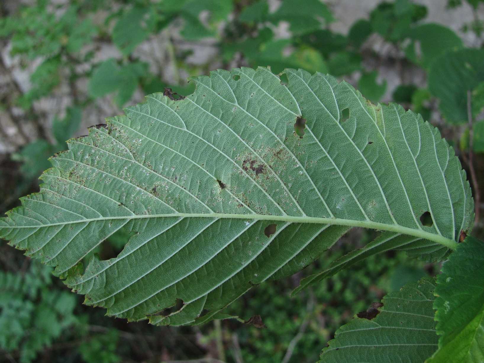 Phloeospora