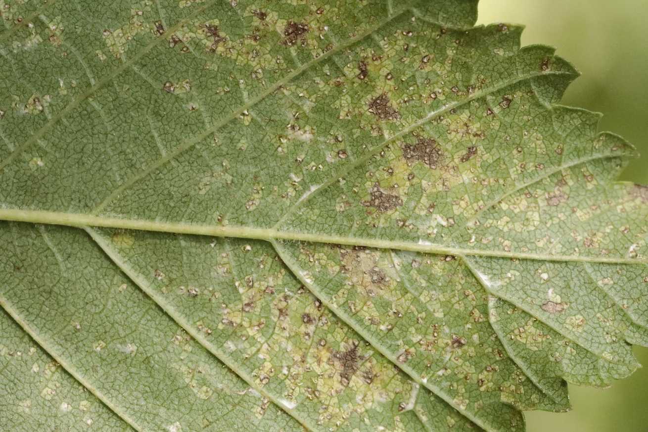 Phloeospora