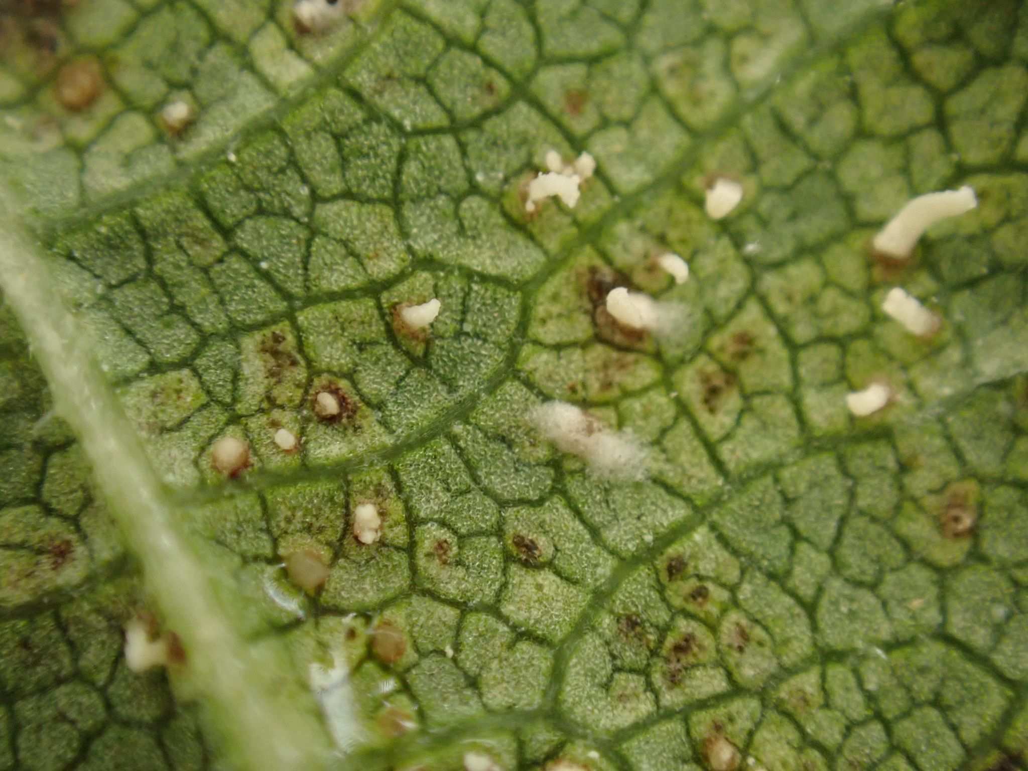 Phloeospora