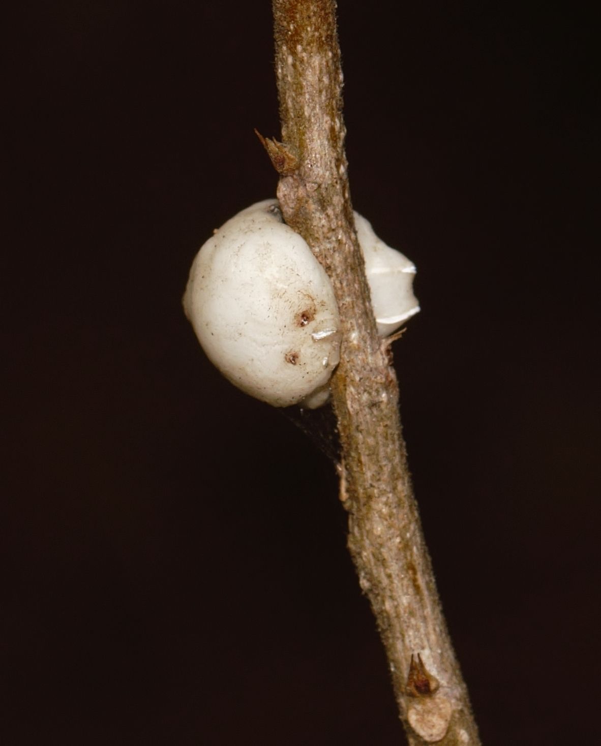Ceroplastes destructor