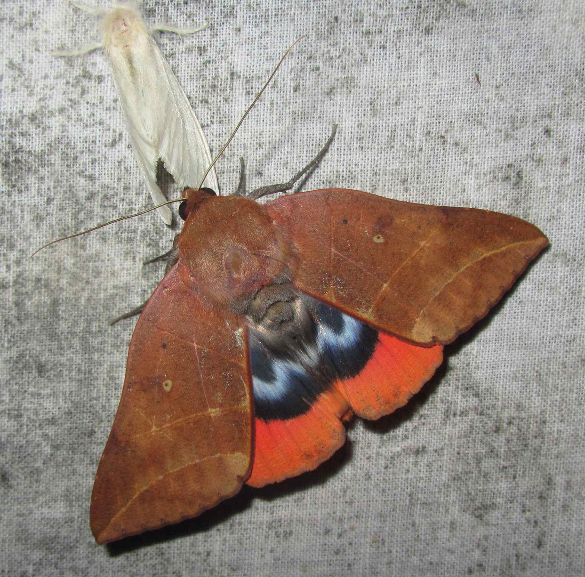 Thyas juno