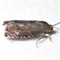 Cydia caryana