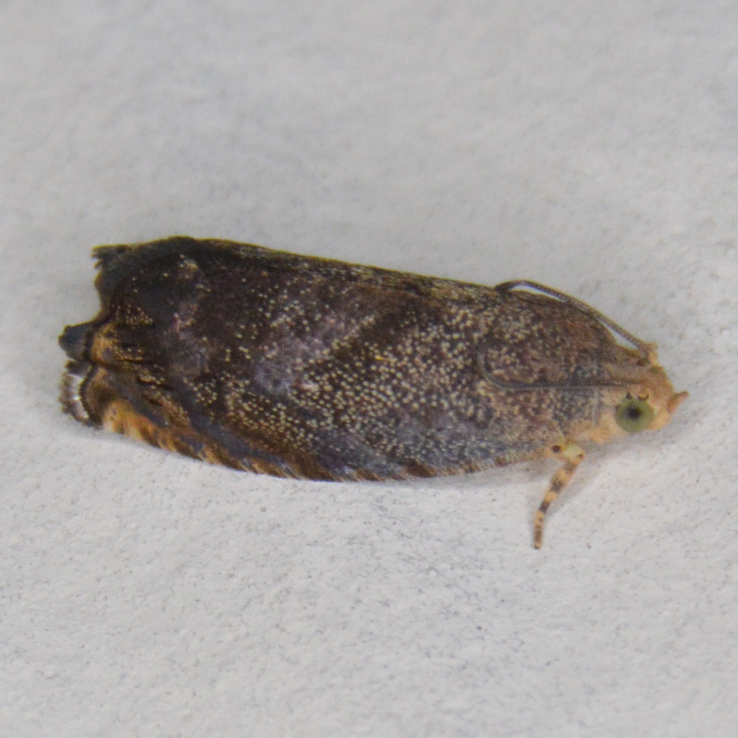 Cydia caryana
