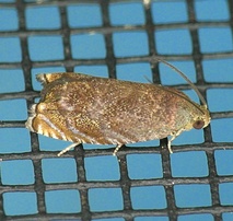 Cydia caryana