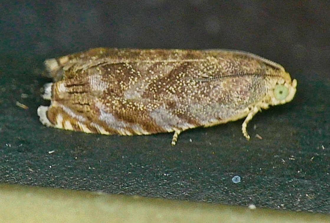 Cydia caryana