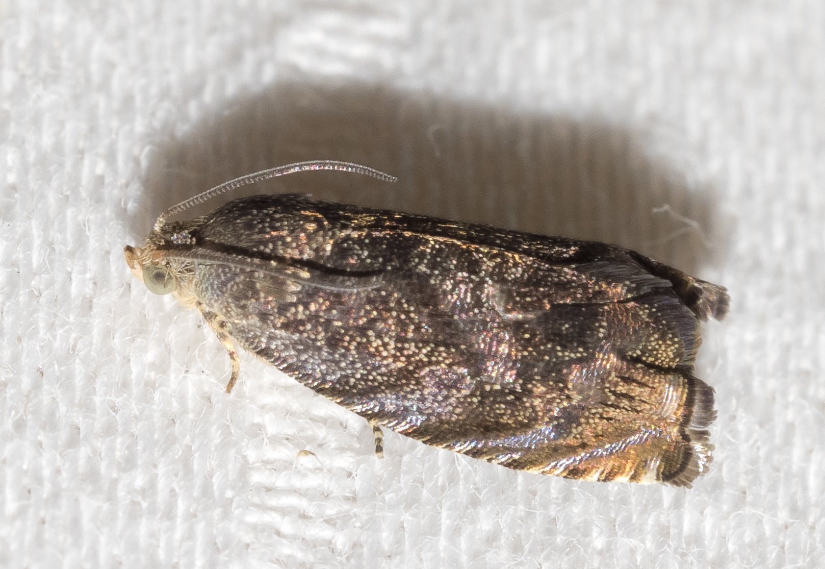 Cydia caryana
