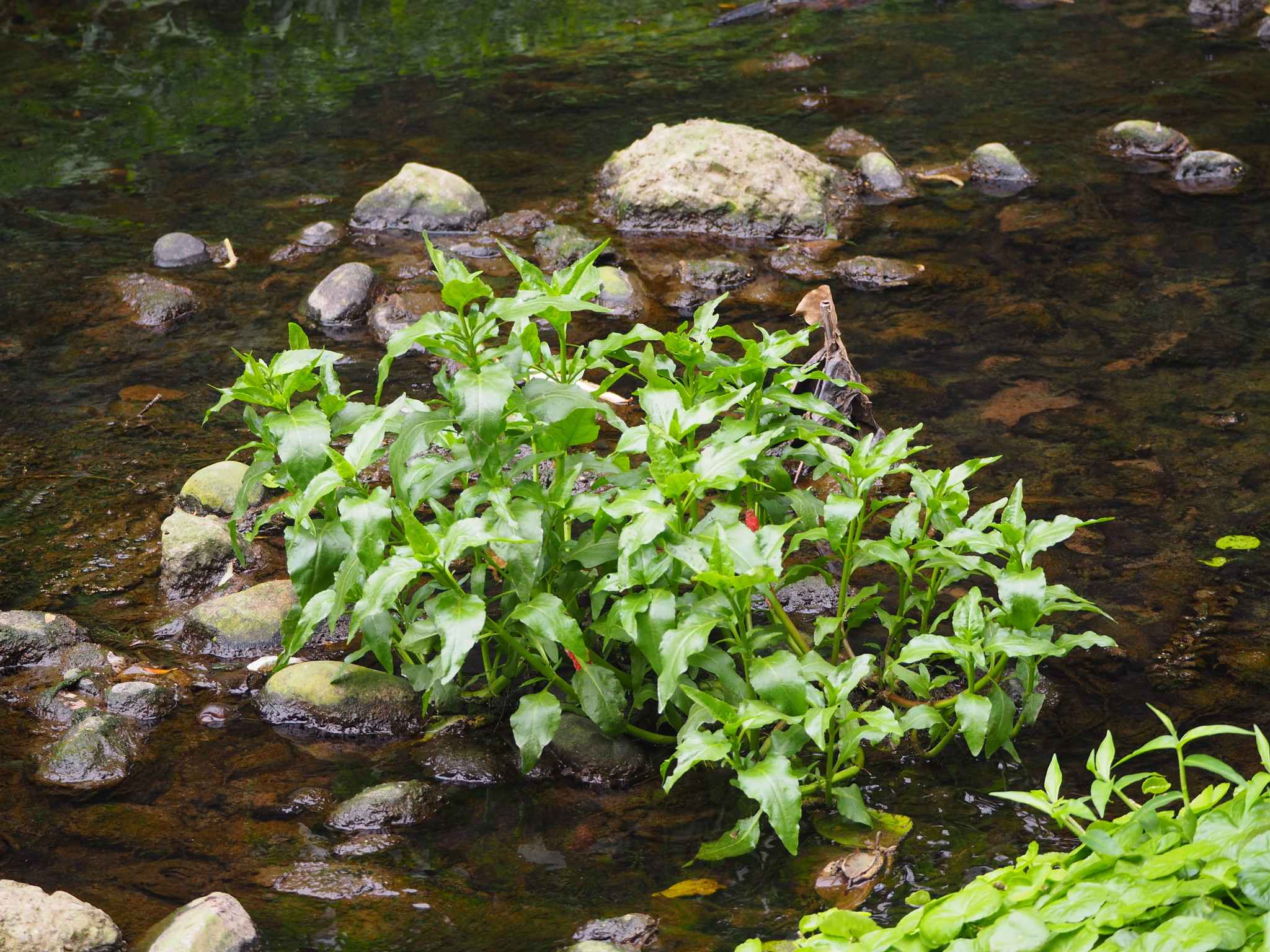 Gymnocoronis spilanthoides