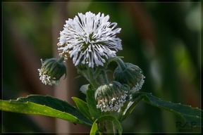 Gymnocoronis spilanthoides