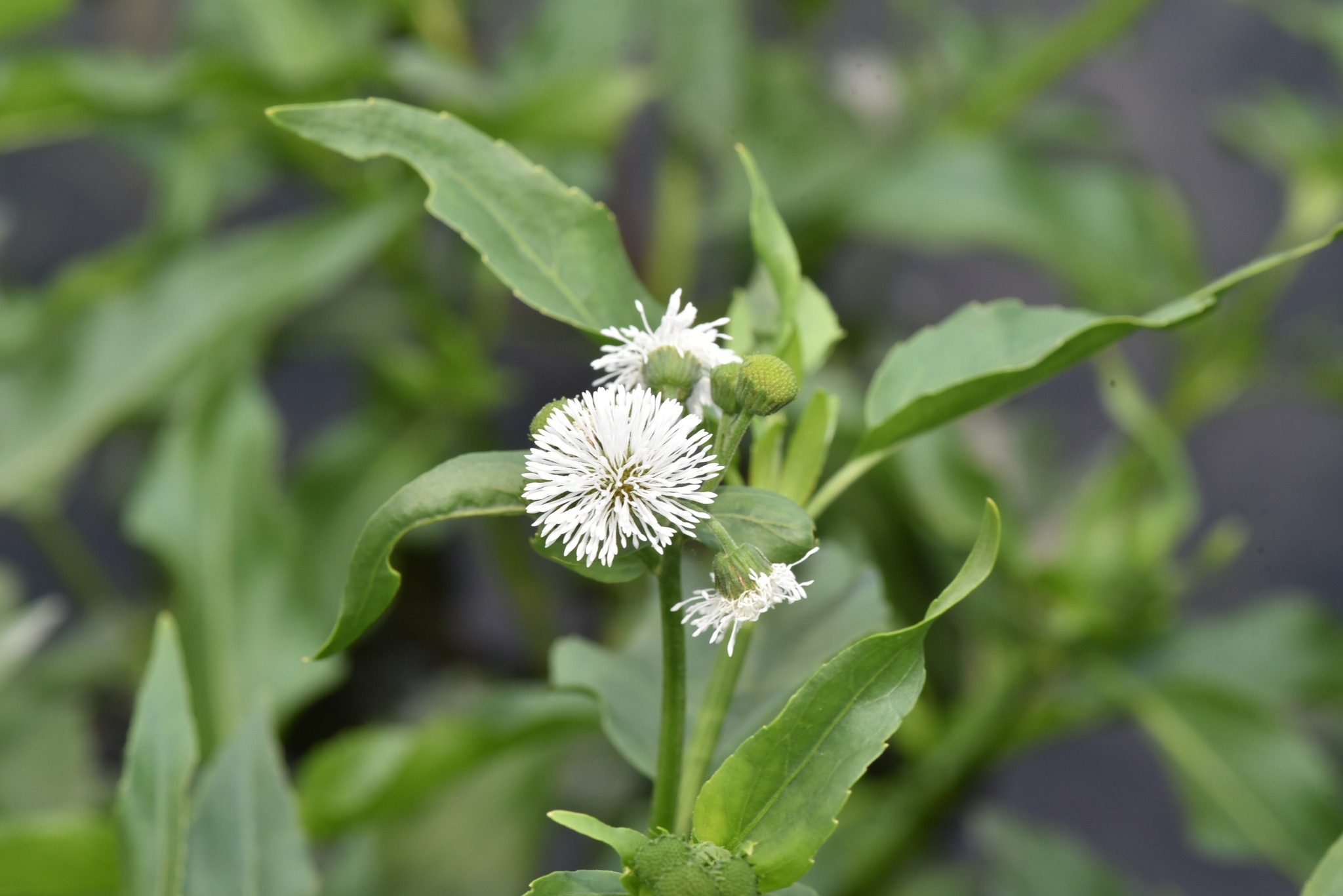 Gymnocoronis spilanthoides