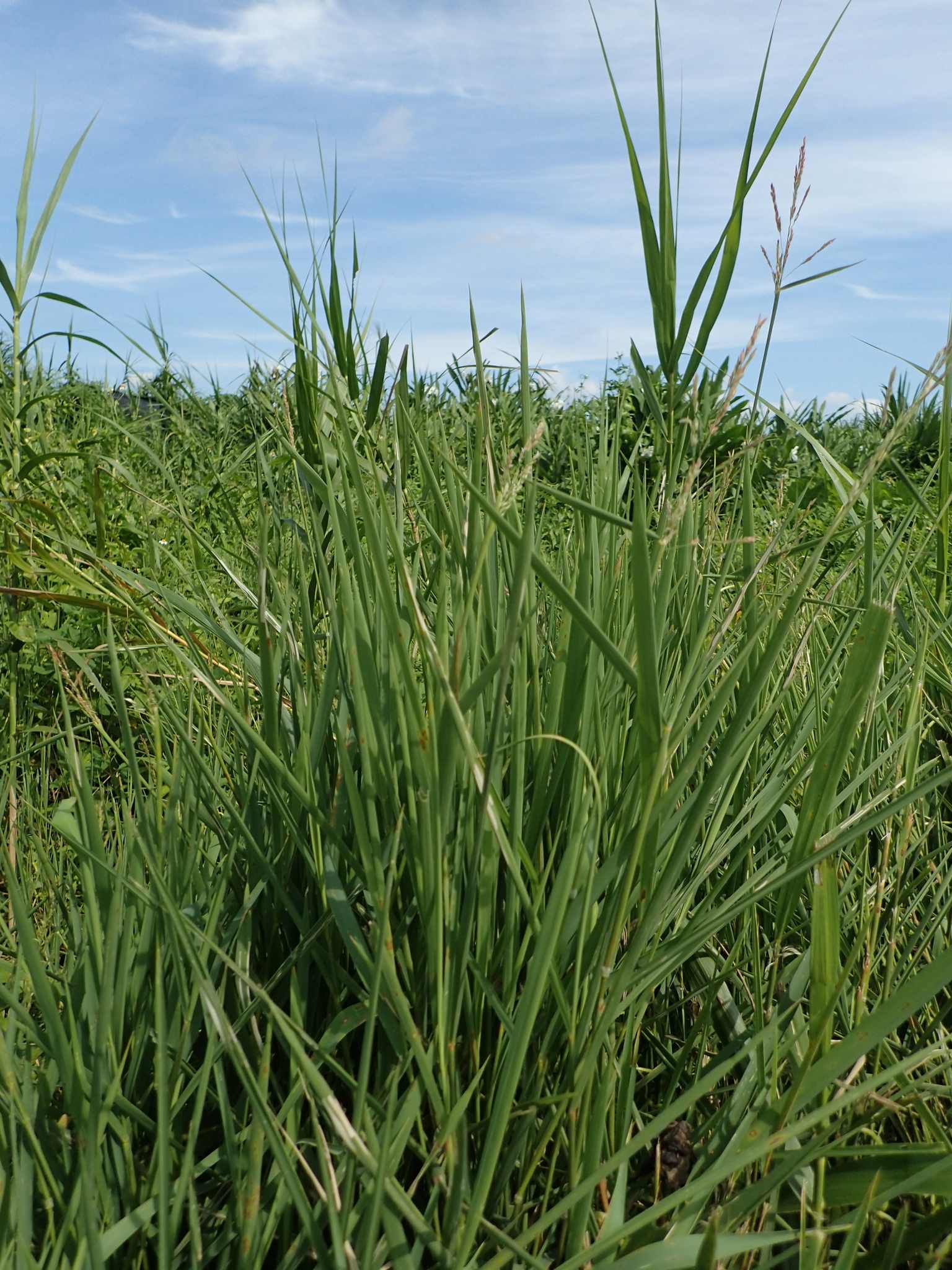 Leersia hexandra