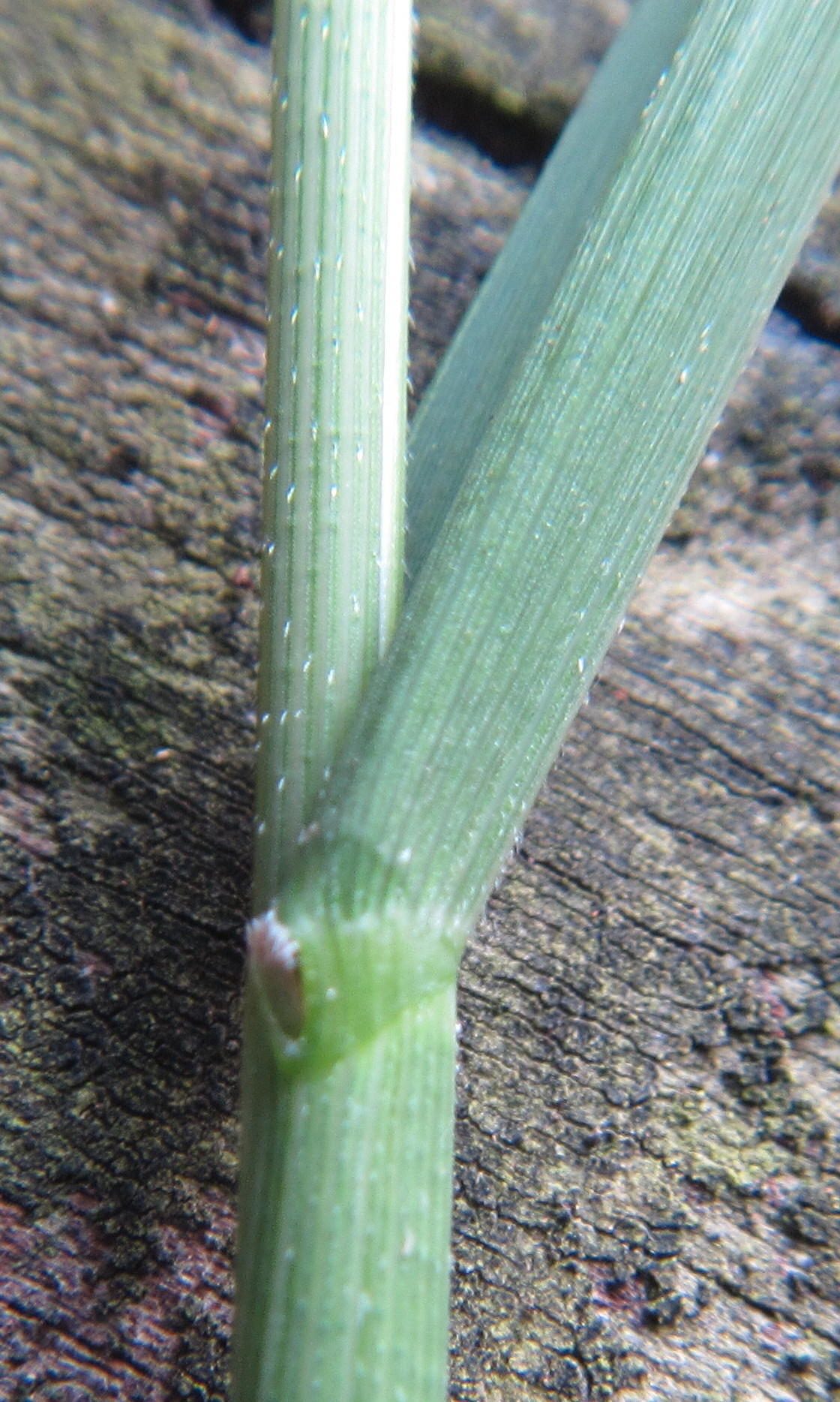 Leersia hexandra