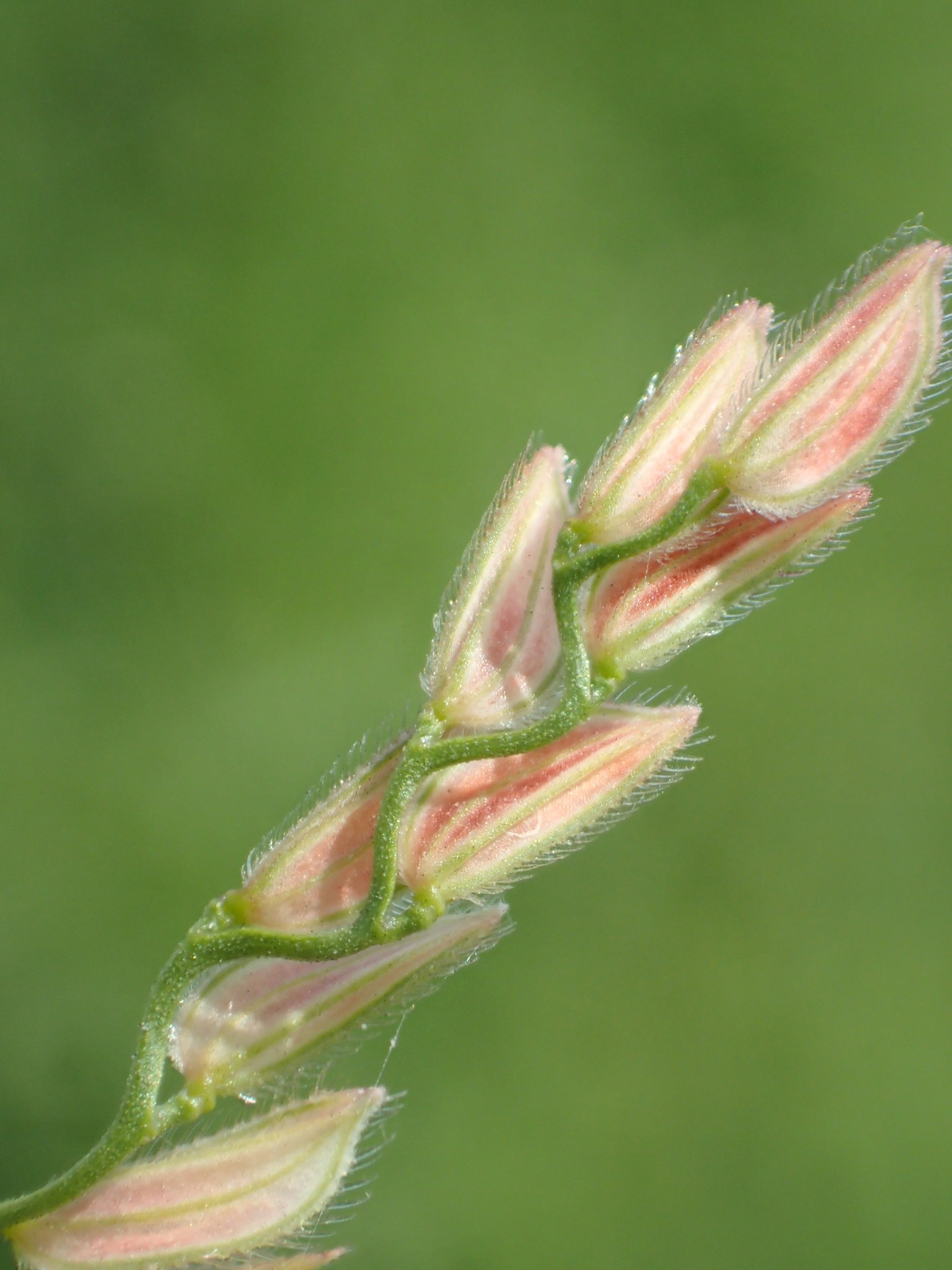 Leersia hexandra