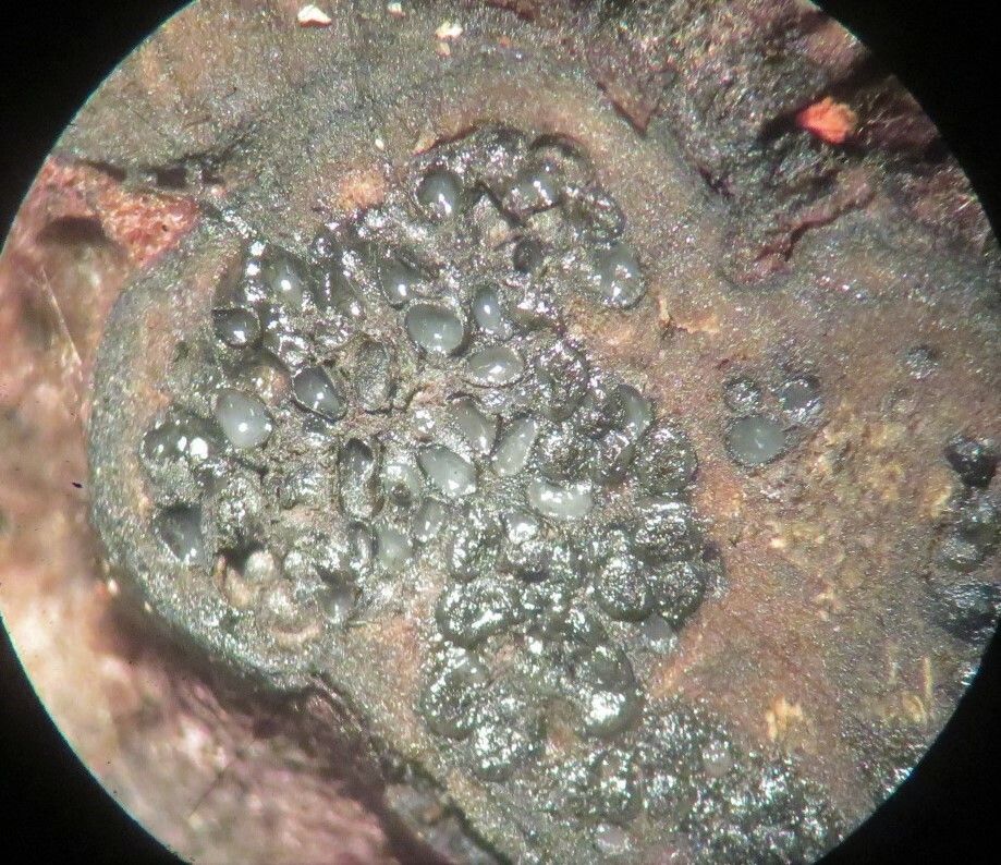 Neofusicoccum ribis