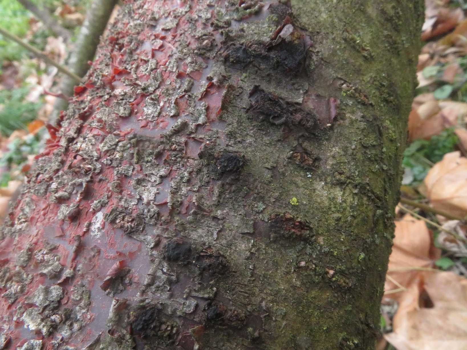 Neofusicoccum ribis