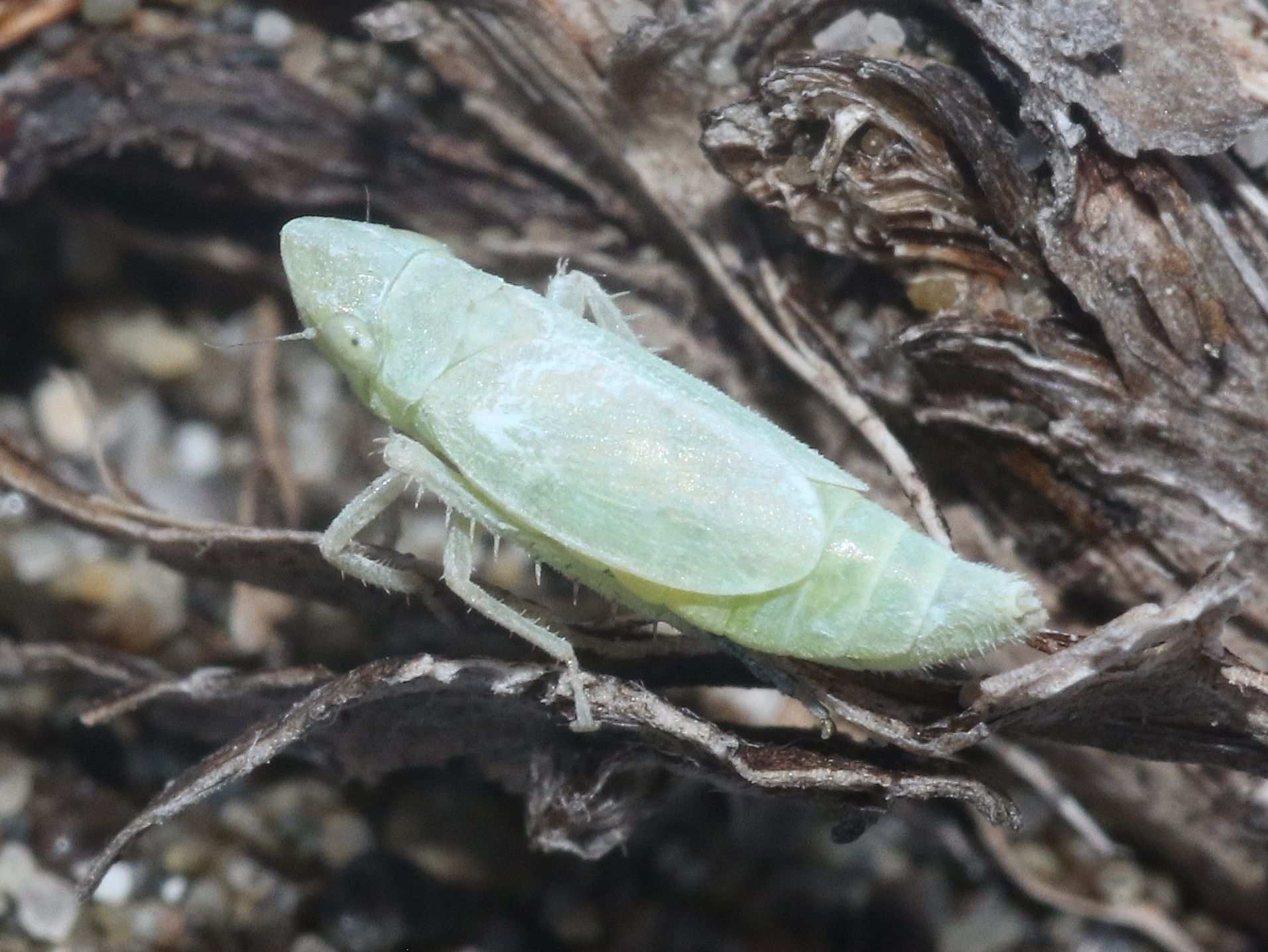 Friscanus friscanus