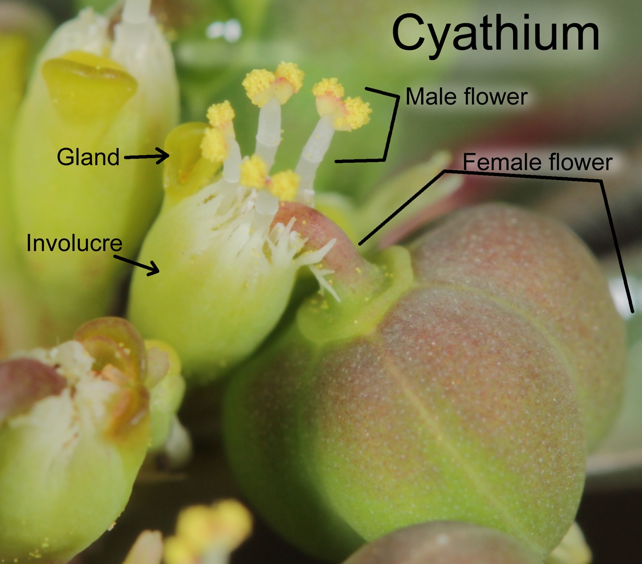 Euphorbia davidii