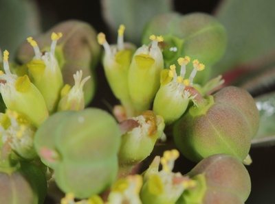 Euphorbia davidii