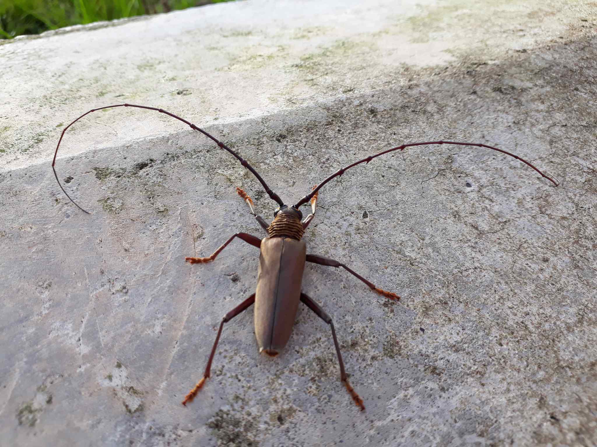 Juiaparus batus