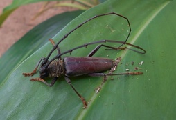Juiaparus batus