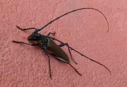 Juiaparus batus