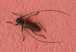 Juiaparus batus