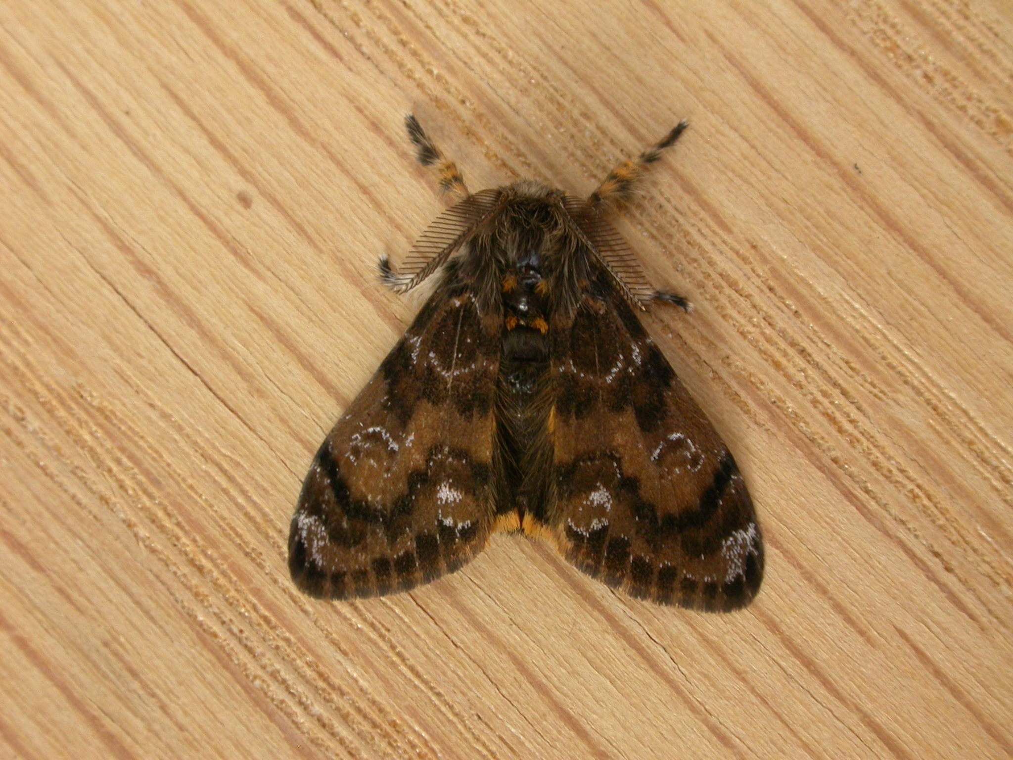 Teia anartoides
